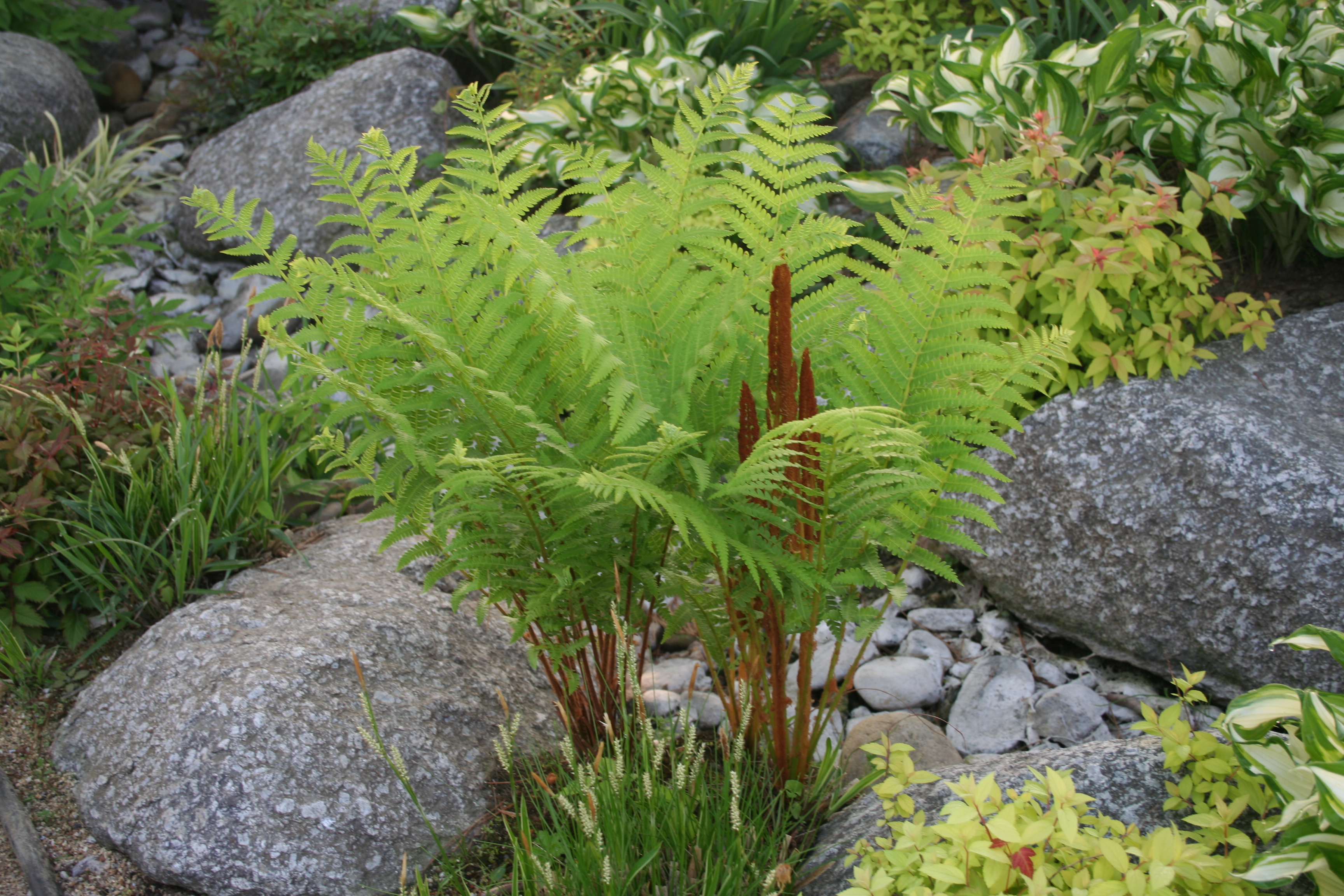 Matteuccia struthiopteri